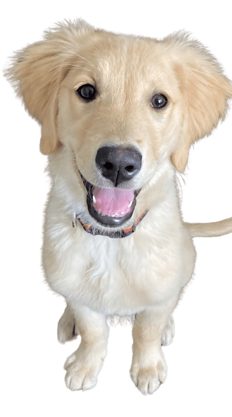 Dog Day Care Rates Near Me Dog Day Care Rates Near Me